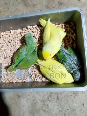 ফরপাস টেম সাইজ বেবি