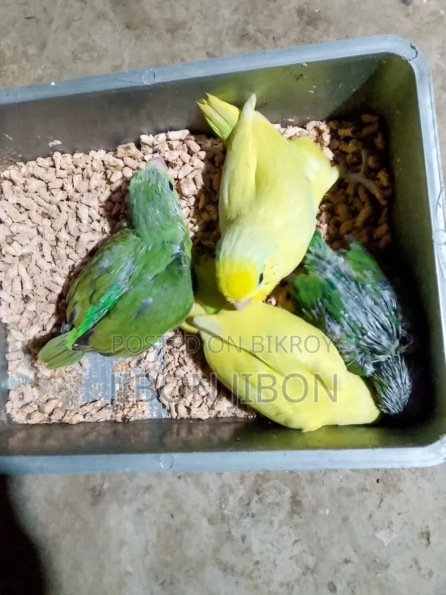 ফরপাস টেম সাইজ বেবি