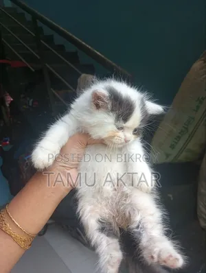 ০-১ মাস বয়সী ফিমেল পিওরব্রেড পার্সিয়ান