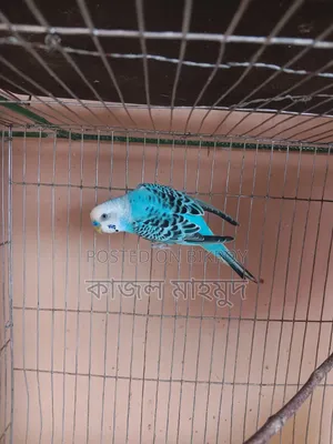 Budgerigar Bird