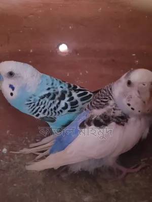 Budgerigar Bird