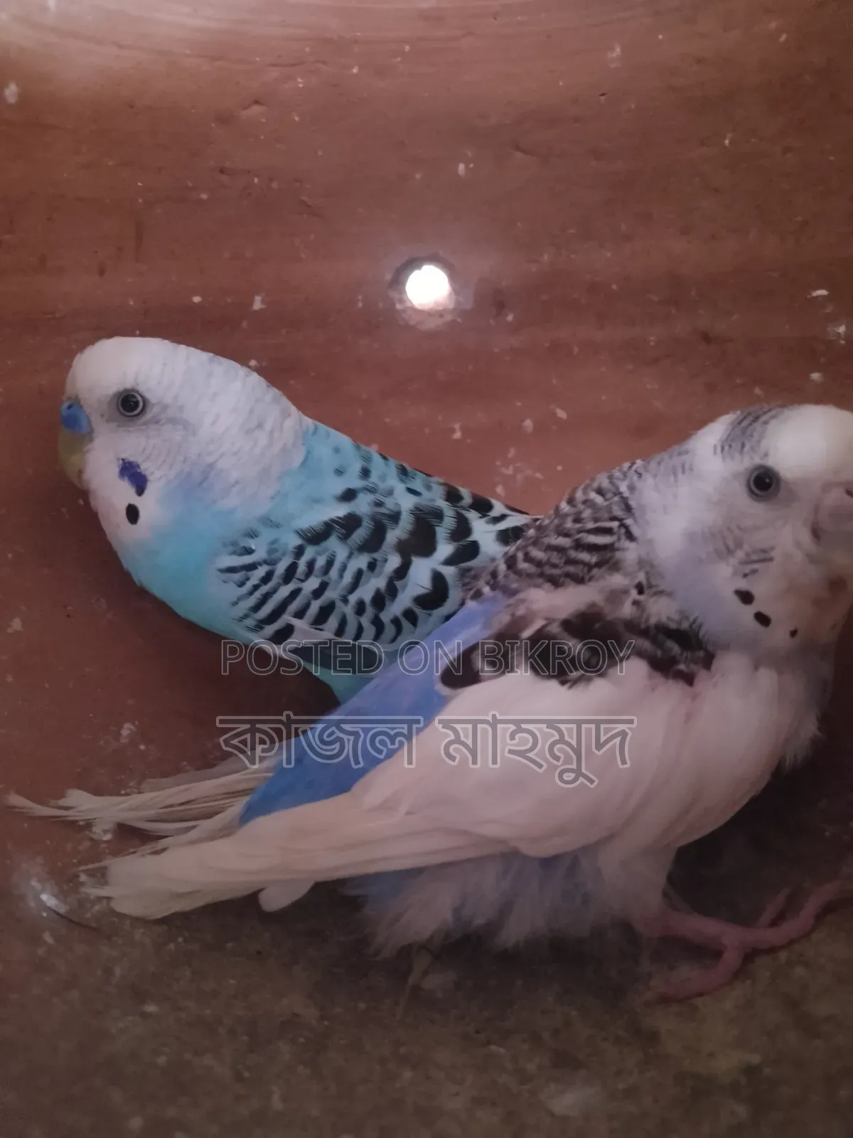 Budgerigar Bird