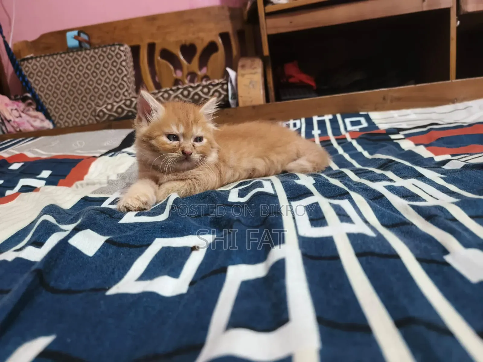 ১-৩ মাসের পুরুষ খাঁটি পার্সিয়ান