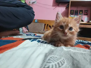 ১-৩ মাসের পুরুষ খাঁটি পার্সিয়ান