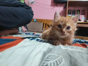 ১-৩ মাসের পুরুষ খাঁটি পার্সিয়ান
