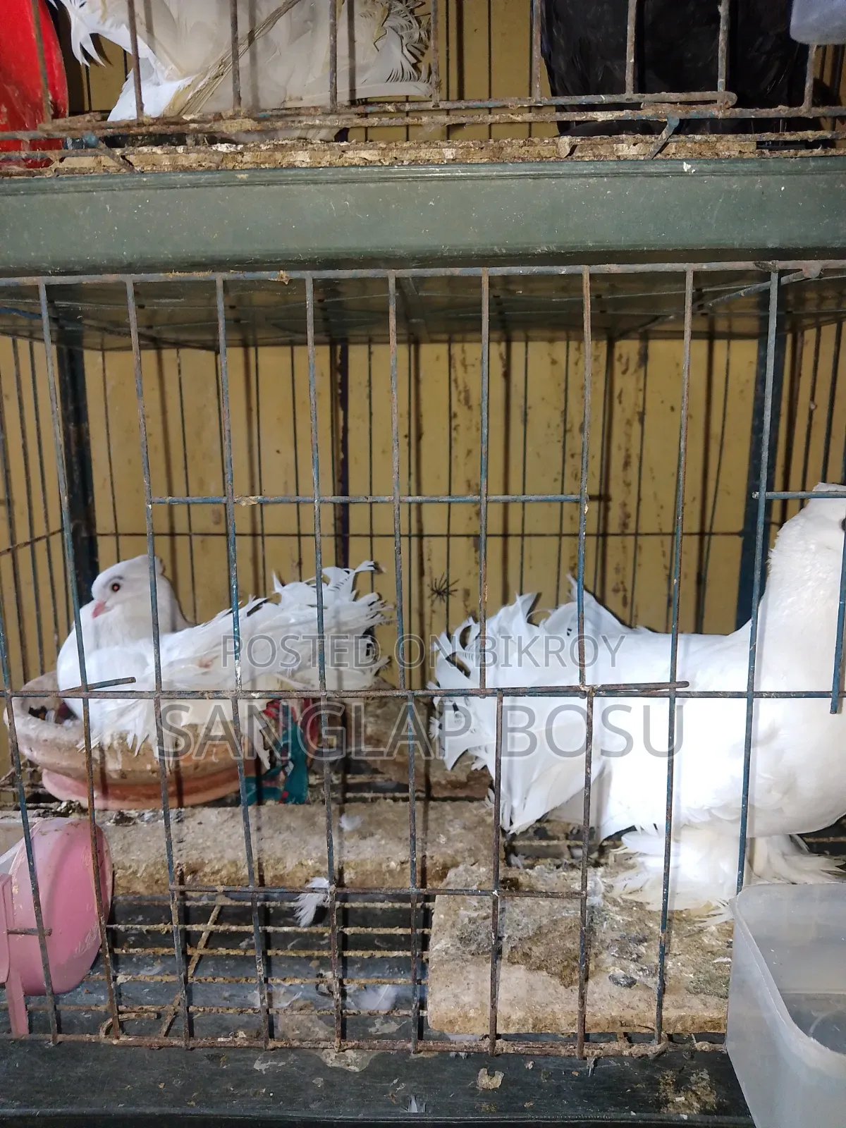 Running Loxah Pigeons for Sale.