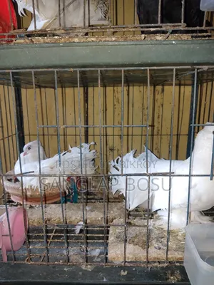 Running Loxah Pigeons for Sale.