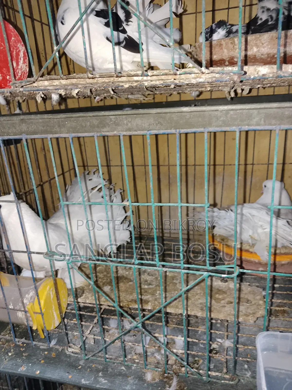 Running Loxah Pigeons for Sale.