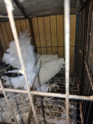 Running Loxah Pigeons for Sale.