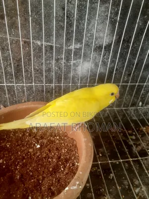 Bird Budgerigar bird