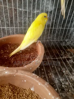 Bird Budgerigar bird