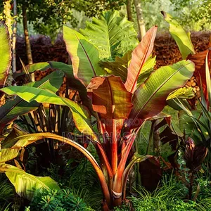 অগ্নি সাগর কলার চারা