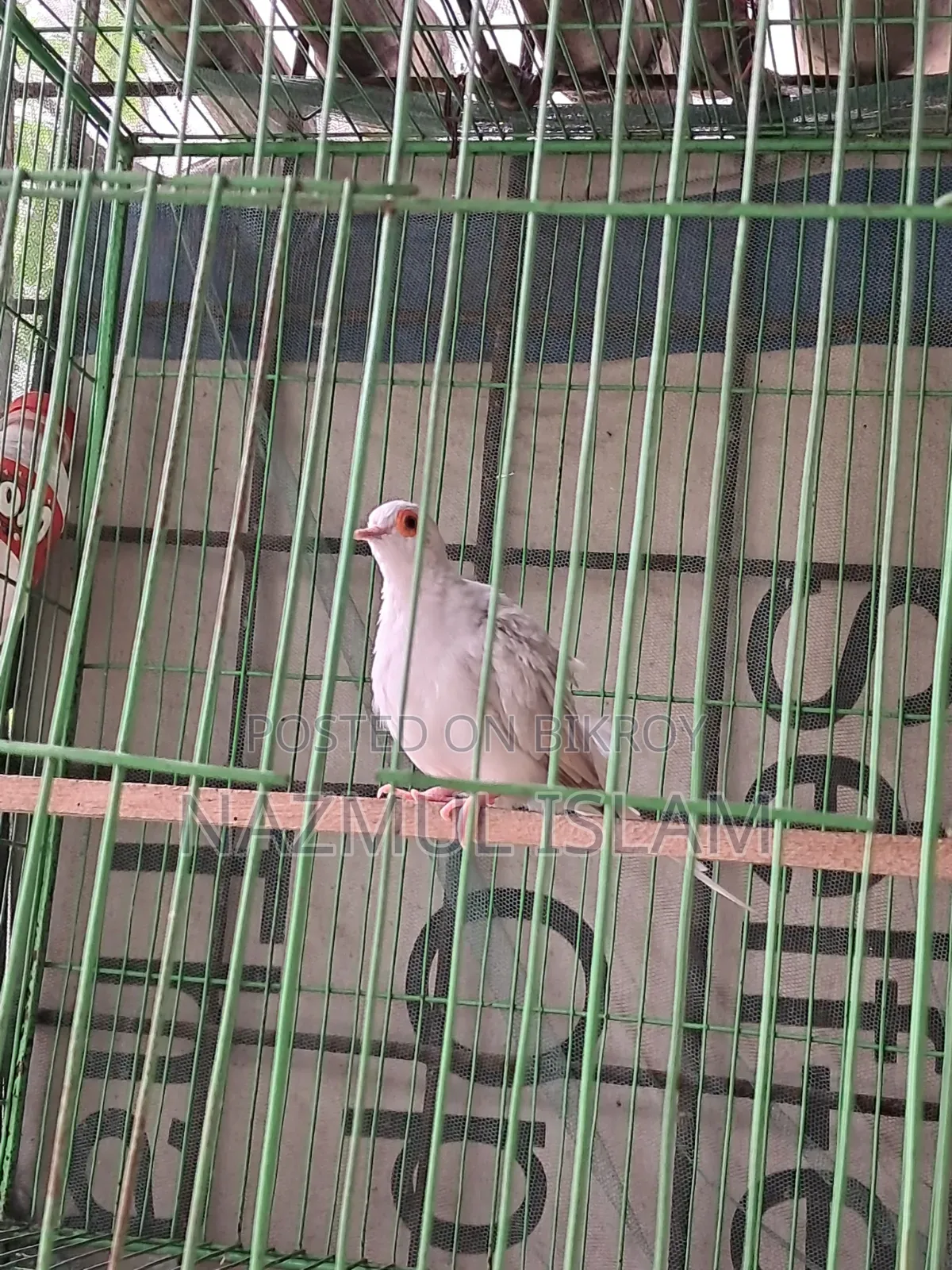 ড্রাগন ঘুঘু পাখি