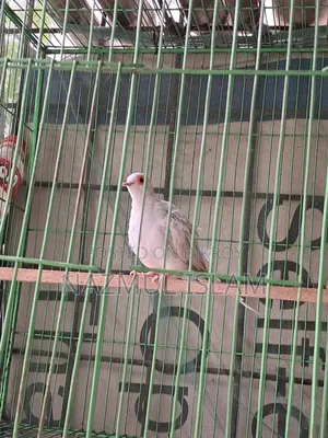 ড্রাগন ঘুঘু পাখি