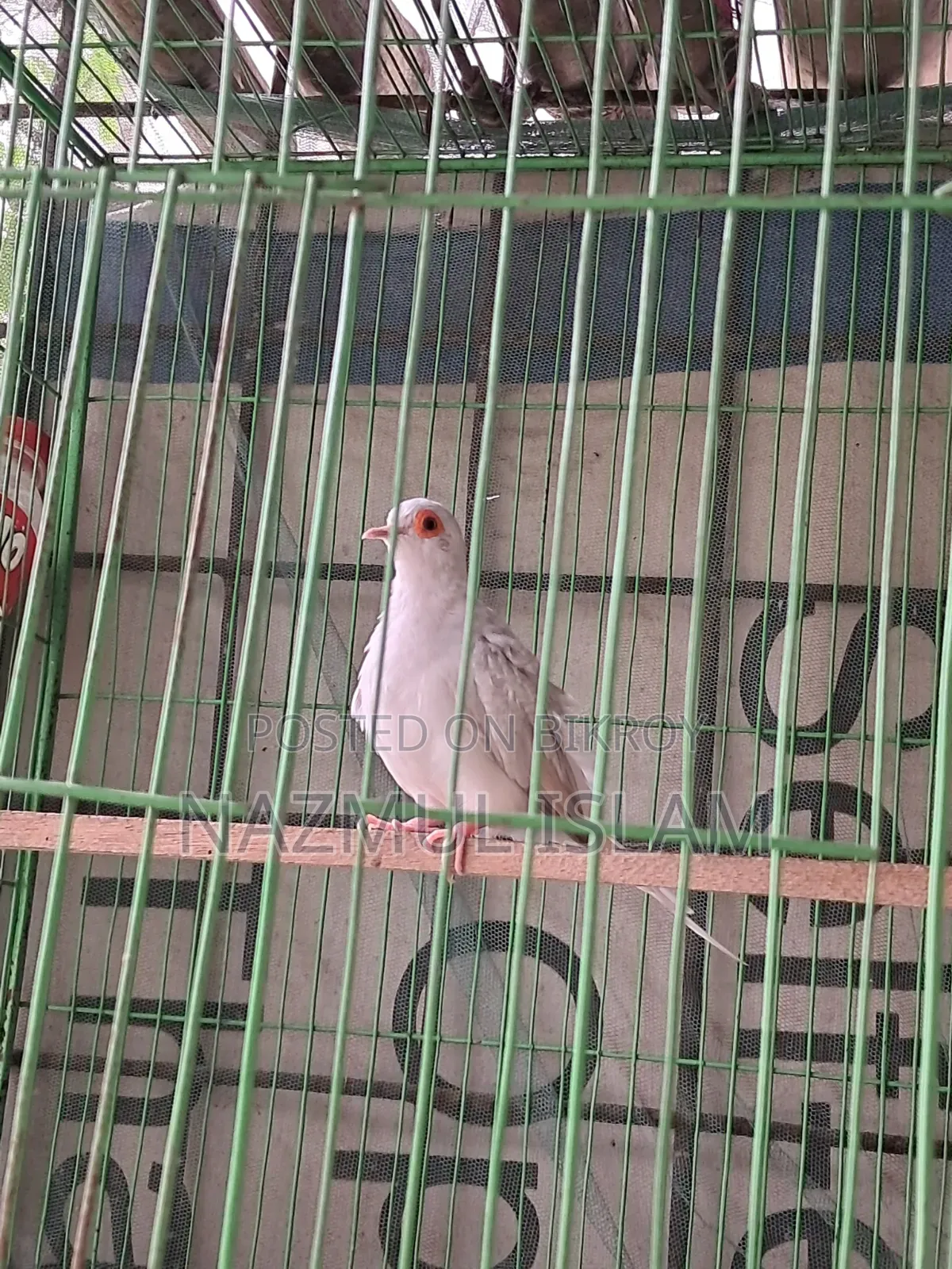 ড্রাগন ঘুঘু পাখি