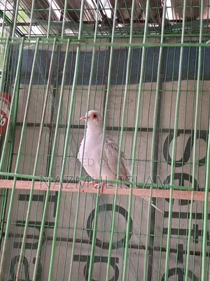 ড্রাগন ঘুঘু পাখি