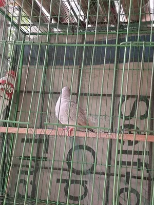 ড্রাগন ঘুঘু পাখি