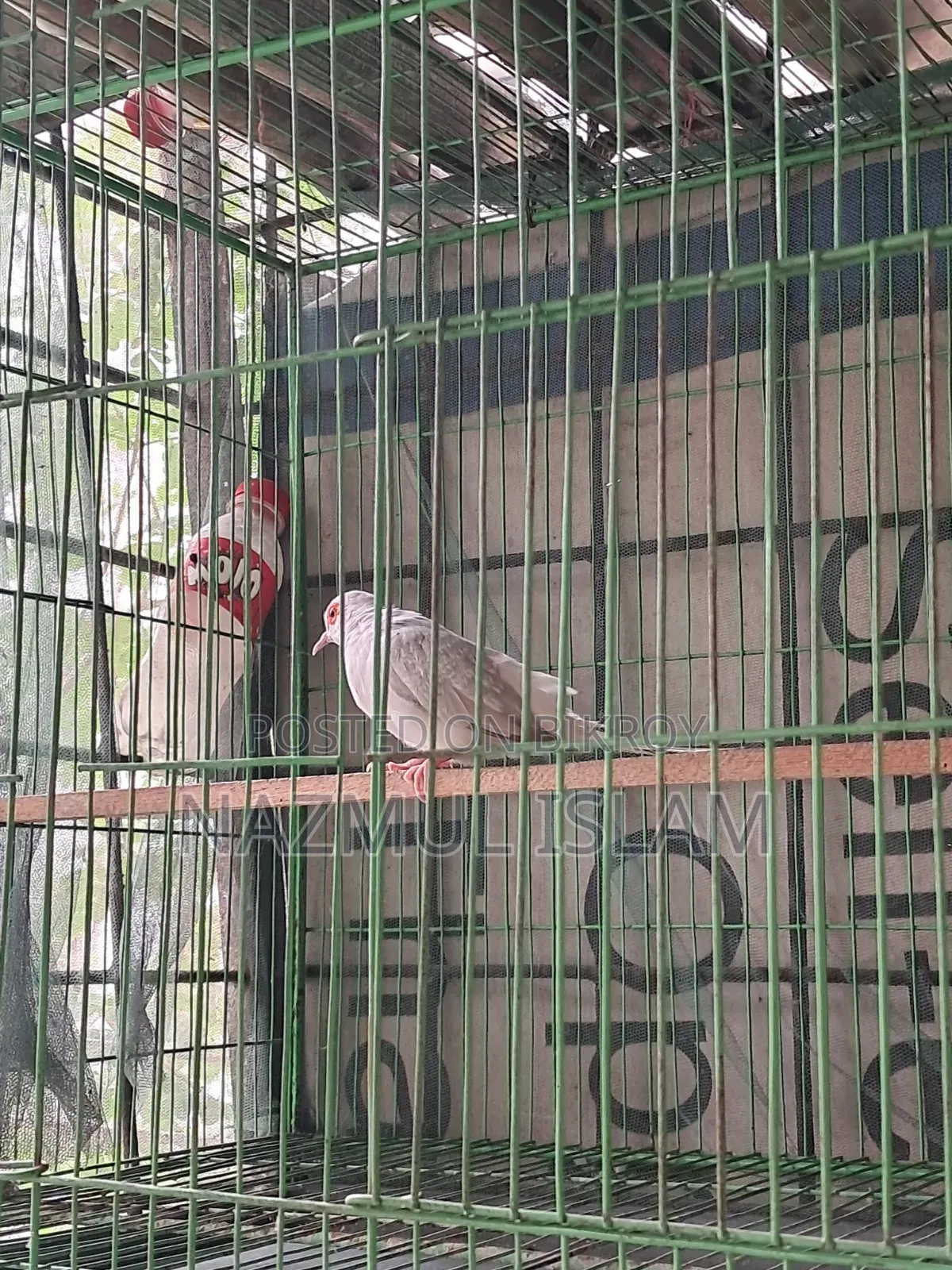 ড্রাগন ঘুঘু পাখি