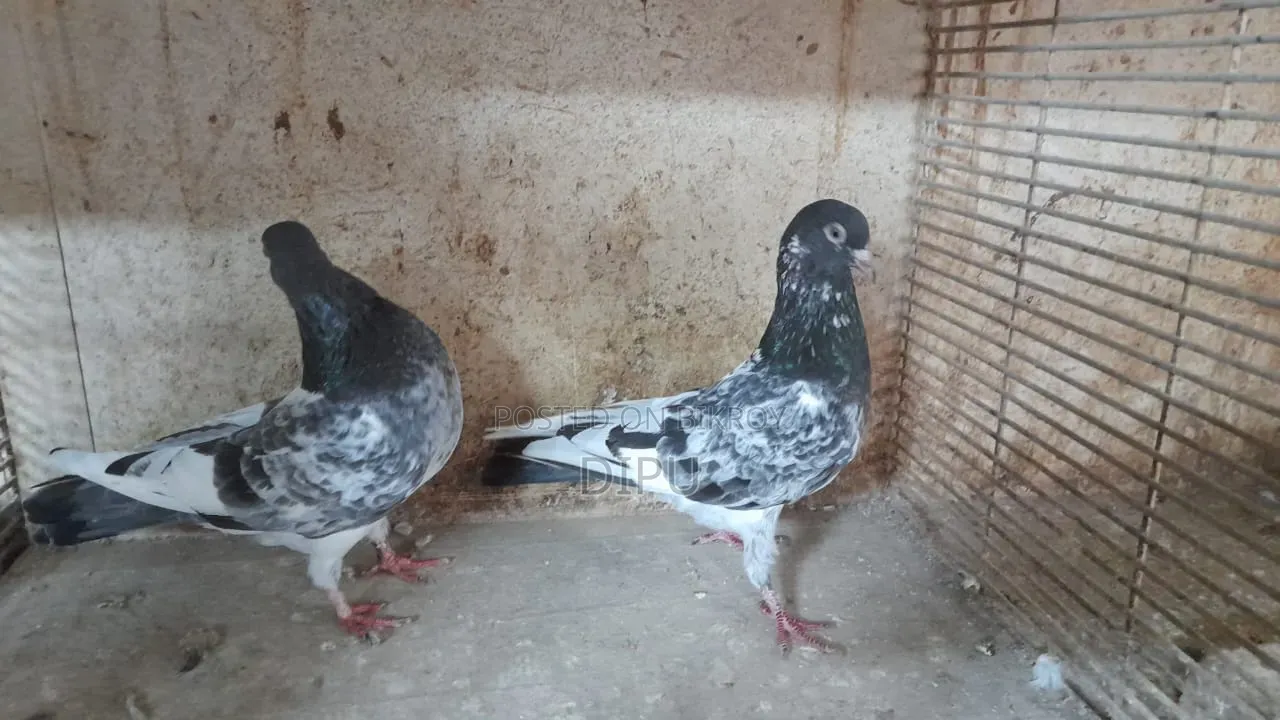 Kamager Pigeon