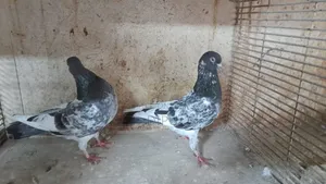Kamager Pigeon