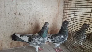 Kamager Pigeon