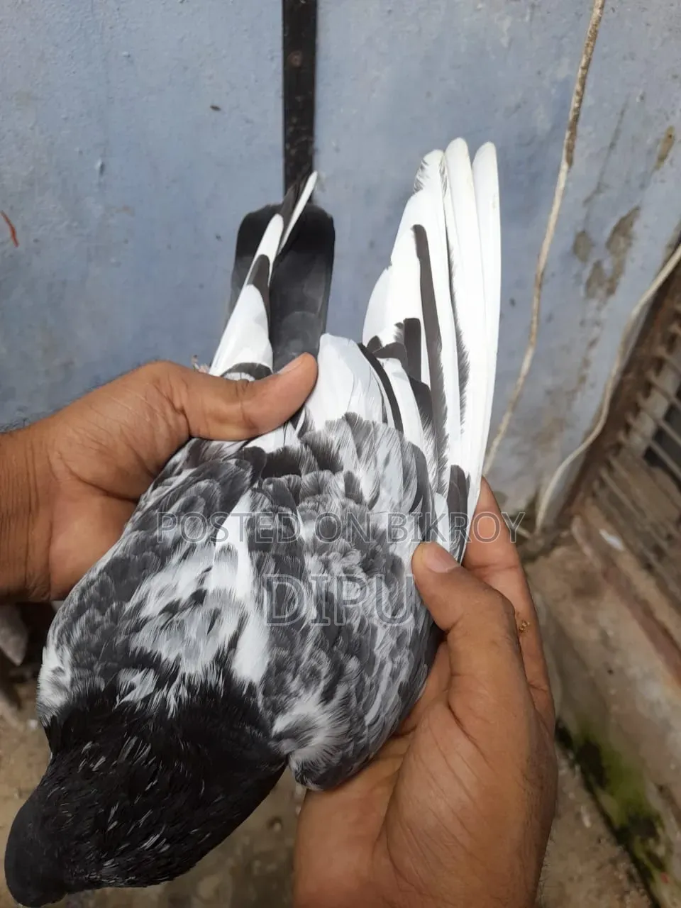 Kamager Pigeon
