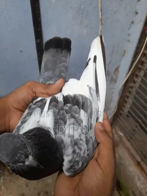 Kamager Pigeon