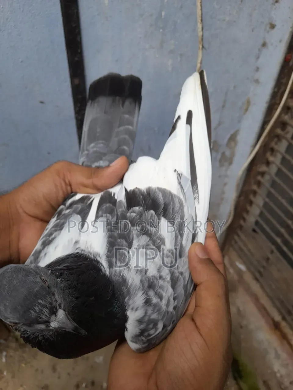 Kamager Pigeon