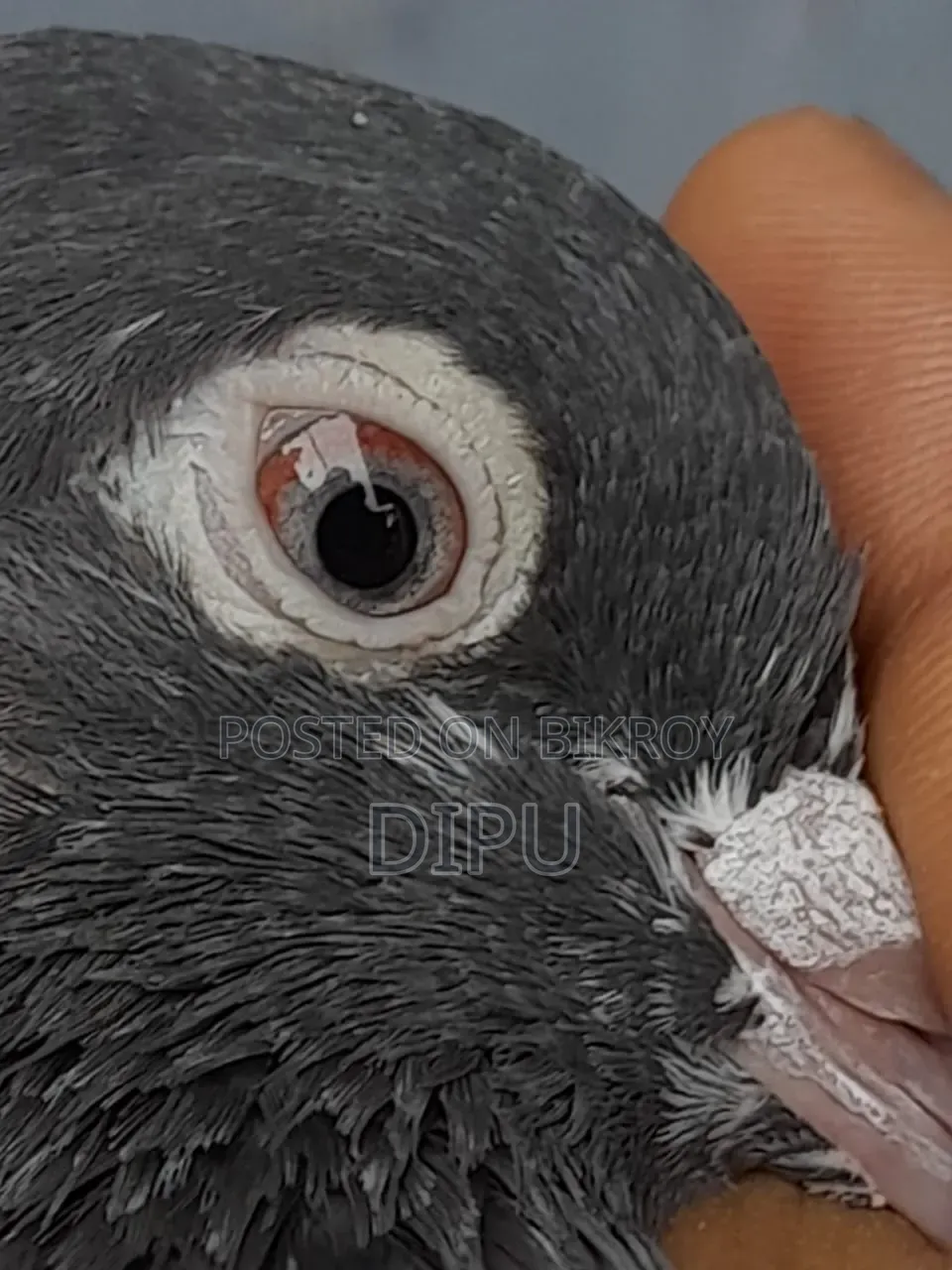 Kamager Pigeon