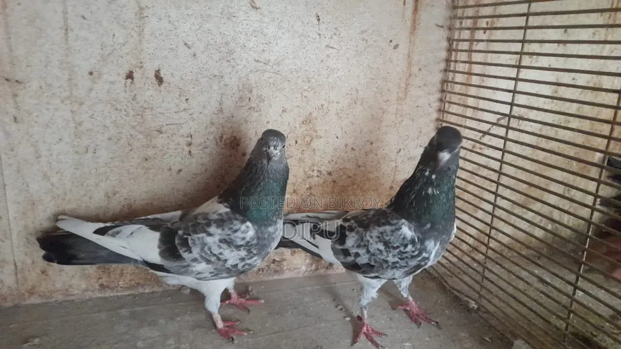 Kamager Pigeon