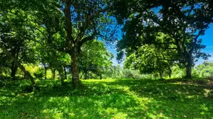 স্বপ্নের রিসোর্ট, ফার্মহাউস বা নিজের শান্তির ঠিকানা হতে পারে এই জমিটি
