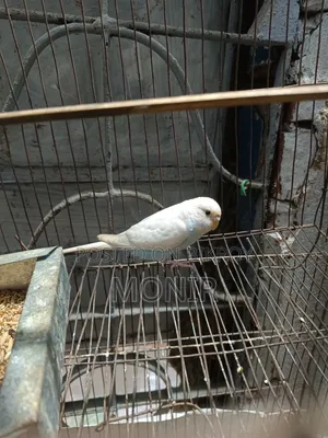 বাজিগার পাখি