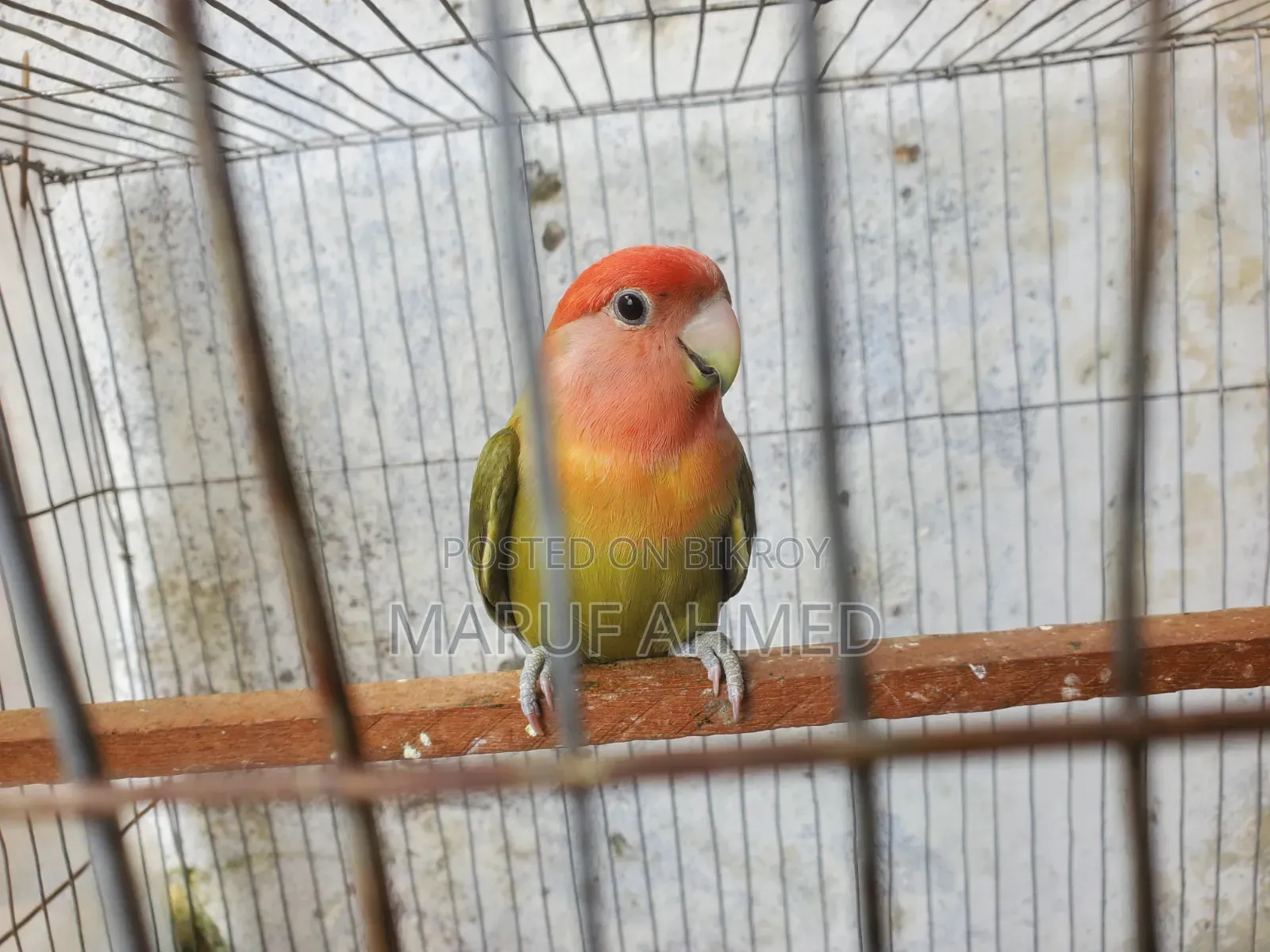 Love Bird for Sell