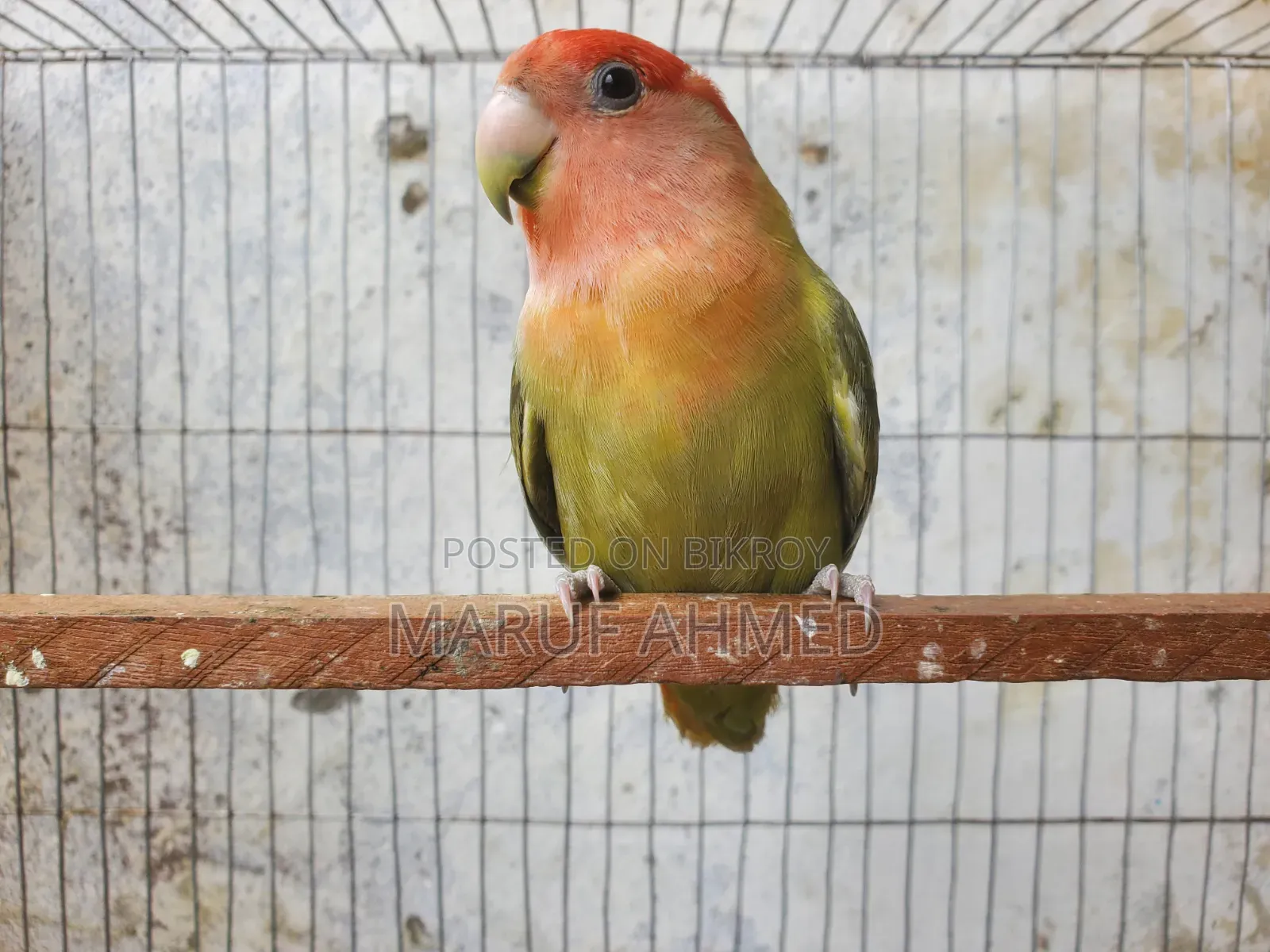 Love Bird for Sell