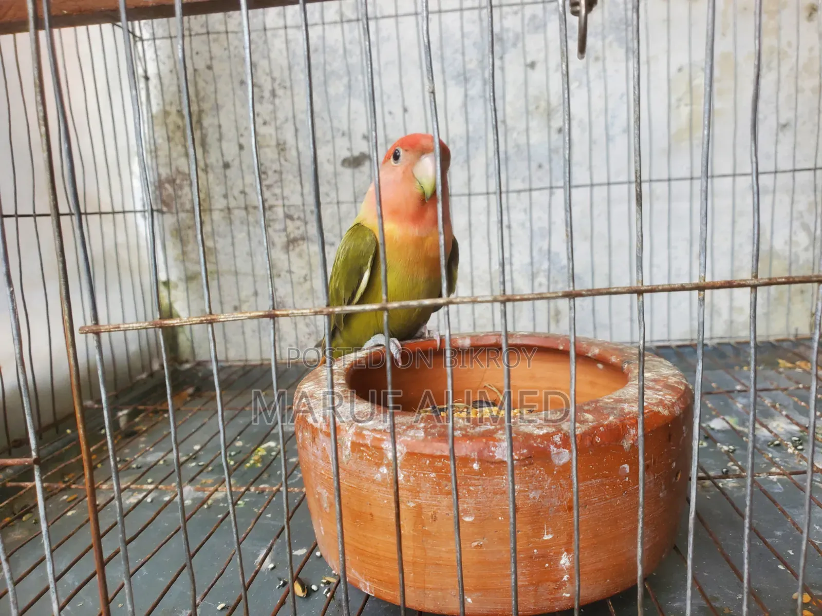Love Bird for Sell