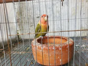 Love Bird for Sell