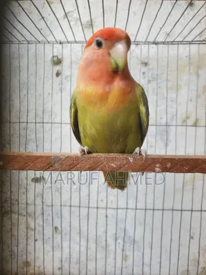 Love Bird for Sell