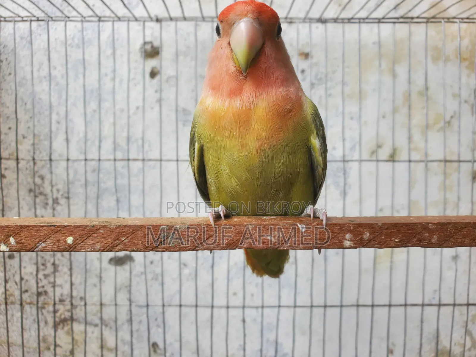 Love Bird for Sell