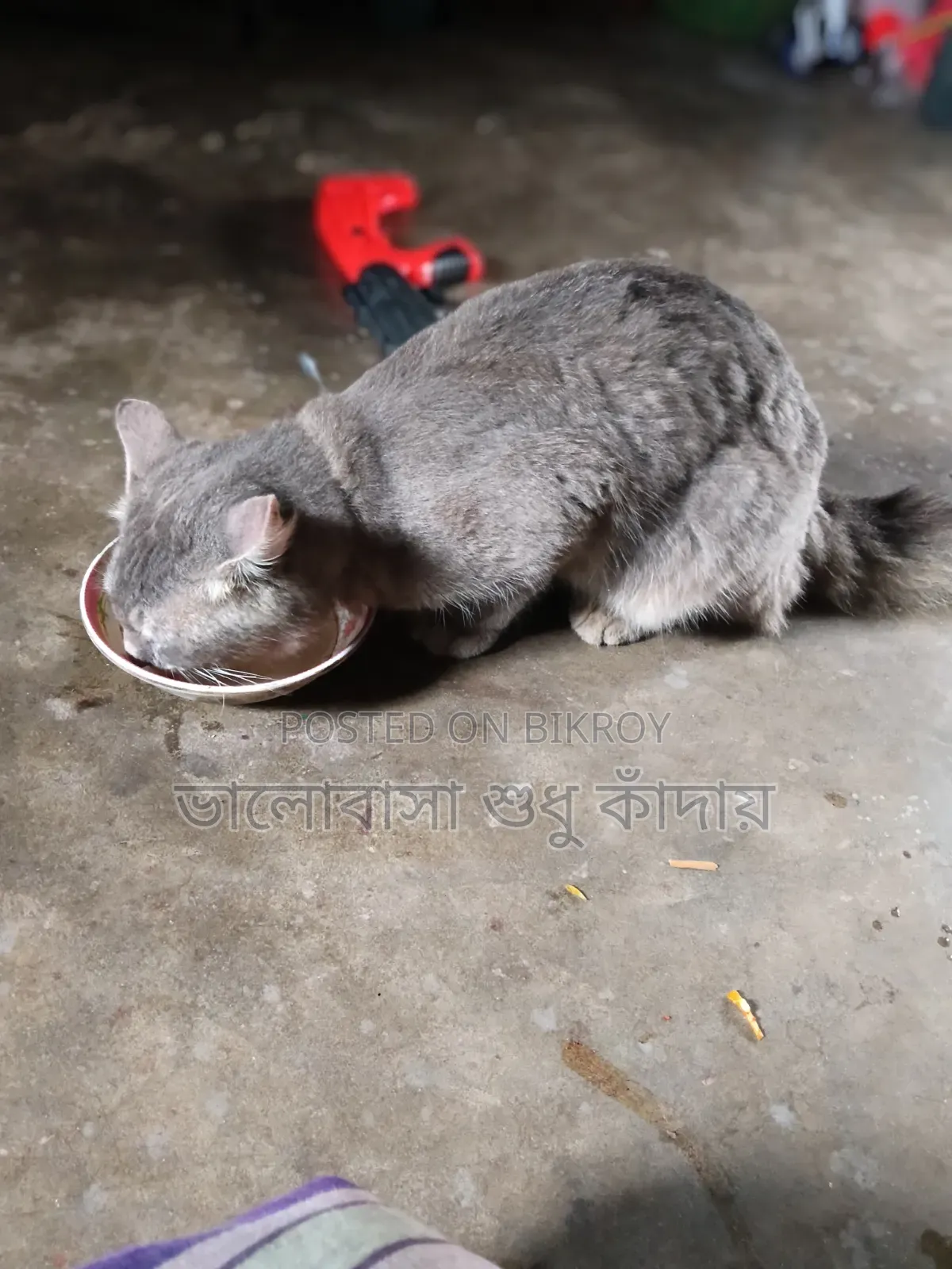 ১+ বছরের পুরুষ পিওরব্রেড বিড়াল