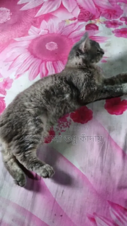 ১+ বছরের পুরুষ পিওরব্রেড বিড়াল