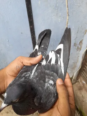 পাকিস্তানি ডাবওয়ালা কবুতর