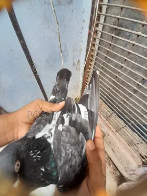 পাকিস্তানি ডাবওয়ালা কবুতর