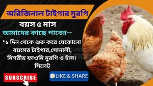 Layer original Tiger chickens for sale, Sylhet.