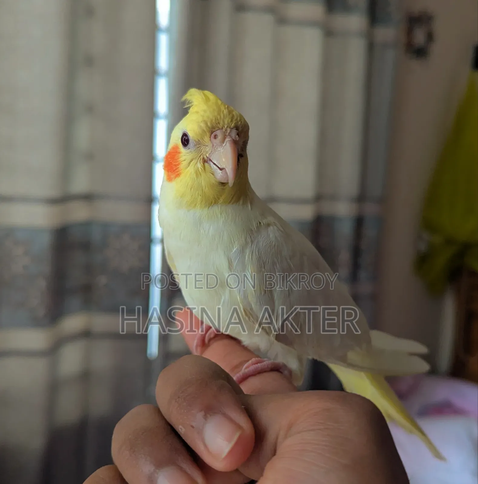 কোকাটেল পাখি
