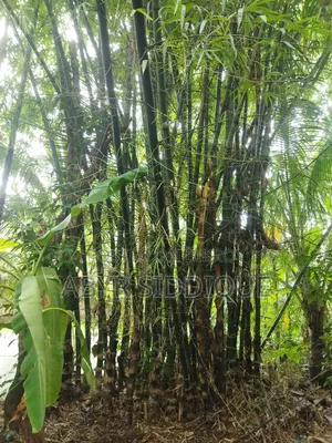 কাঁচা বাঁশ