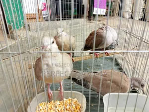 ফ্যান্সি ডাভ