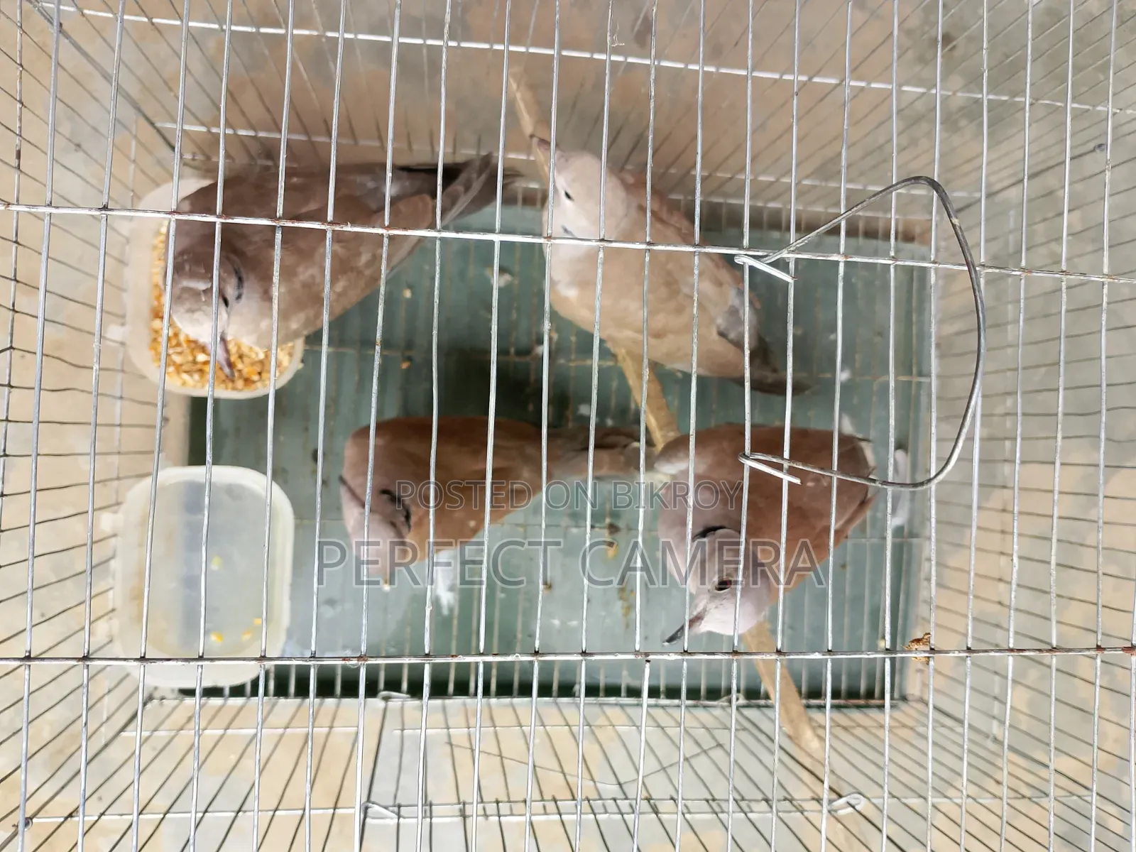 ফ্যান্সি ডাভ