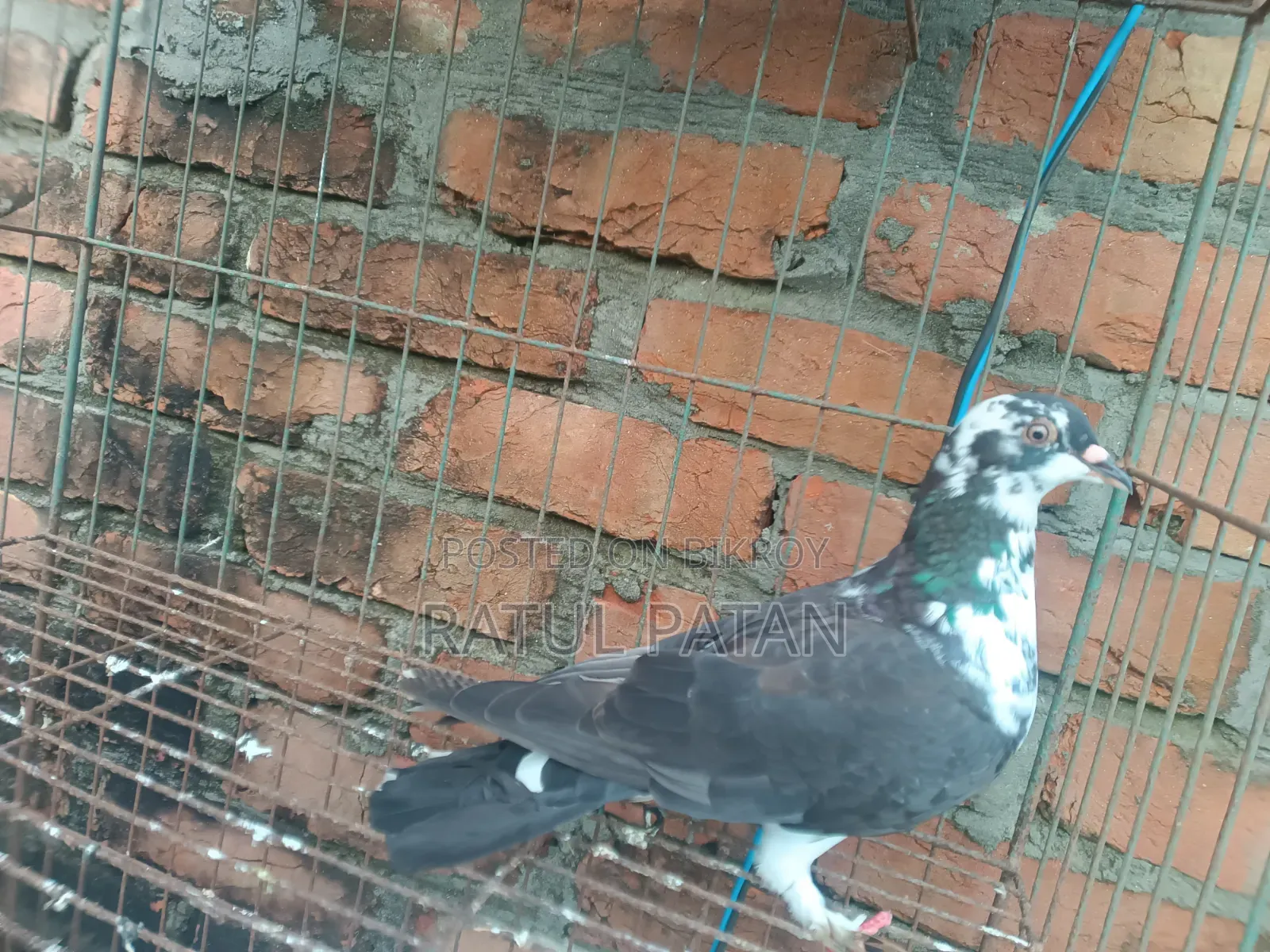কবুতর কবুতর