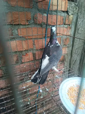 কবুতর কবুতর