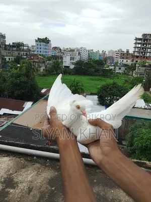 Pure Chuina Chuital Pair